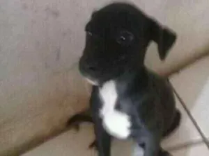 Cachorro raça srd idade 2 a 6 meses nome pepita