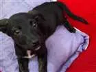 Cachorro raça Desconhecida idade 2 a 6 meses nome Pérola