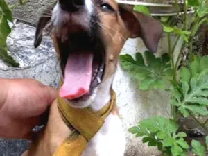 Cachorro raça SRD idade Abaixo de 2 meses nome Flash
