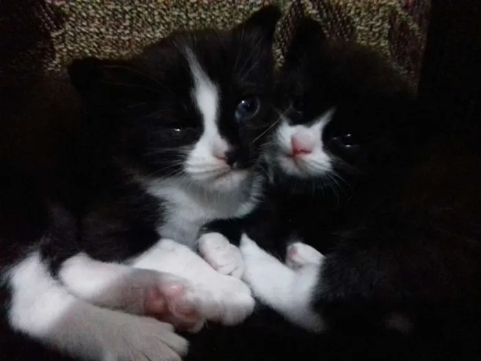 Gato ra a vira lata idade 2 a 6 meses nome nenê