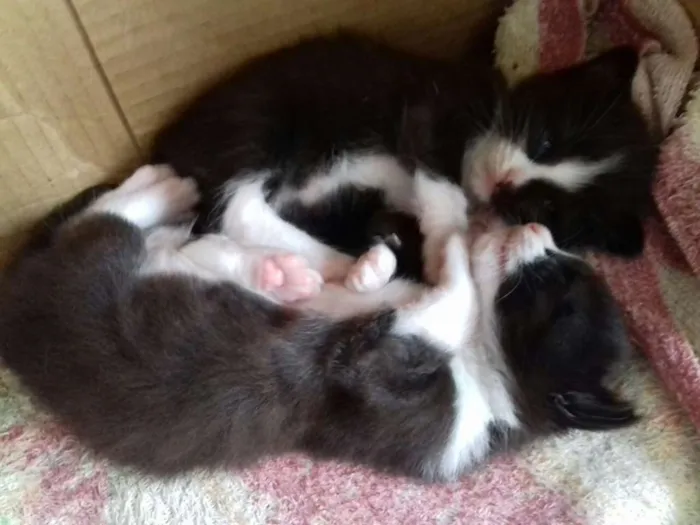 Gato ra a vira lata idade 2 a 6 meses nome nenê
