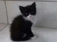 nenê