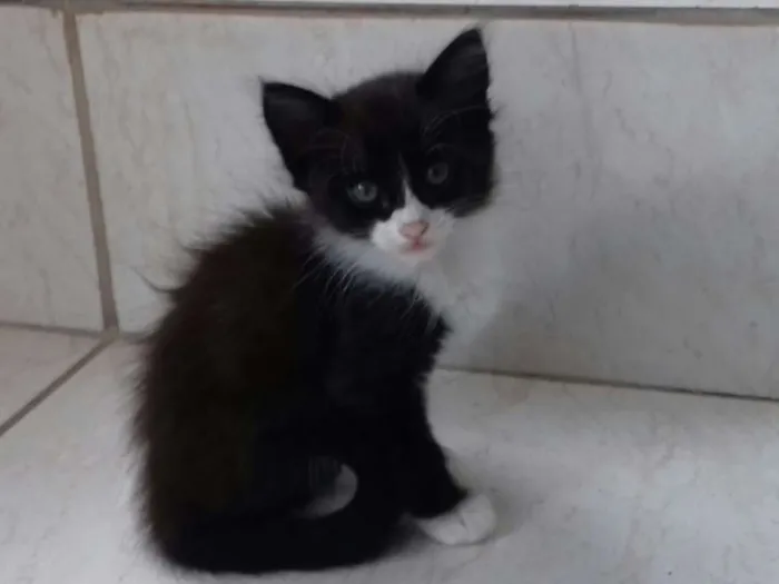 Gato ra a vira lata idade 2 a 6 meses nome nenê
