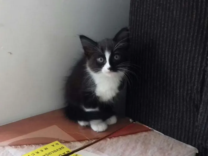 Gato ra a vira lata idade 2 a 6 meses nome nenê
