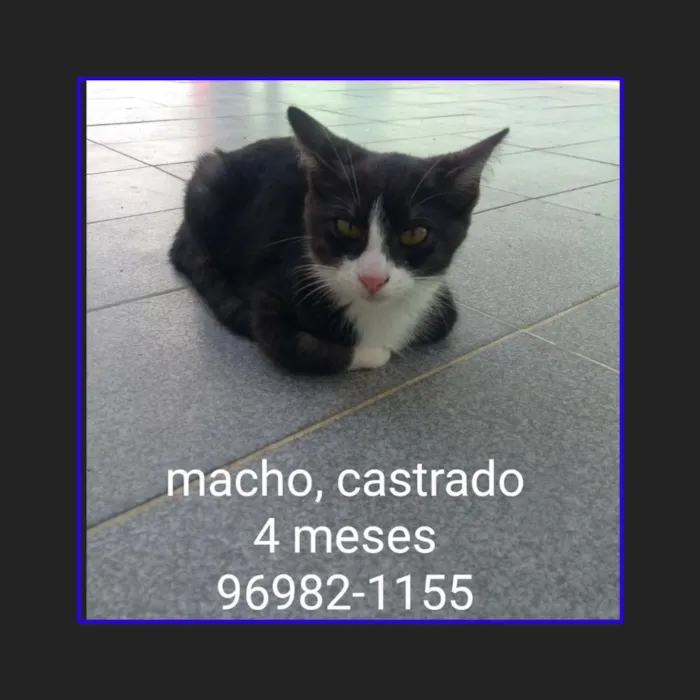 Gato ra a Srd idade 2 a 6 meses nome Paolo