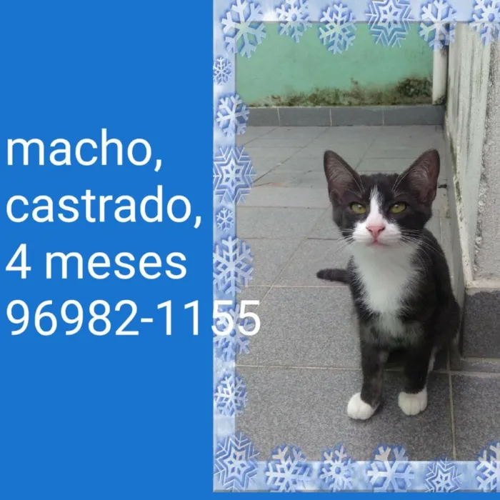 Gato ra a Srd idade 2 a 6 meses nome Paolo