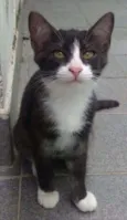 Paolo
