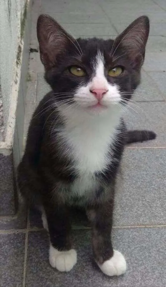 Gato ra a Srd idade 2 a 6 meses nome Paolo