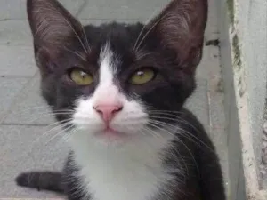 Gato raça Srd idade 2 a 6 meses nome Paolo