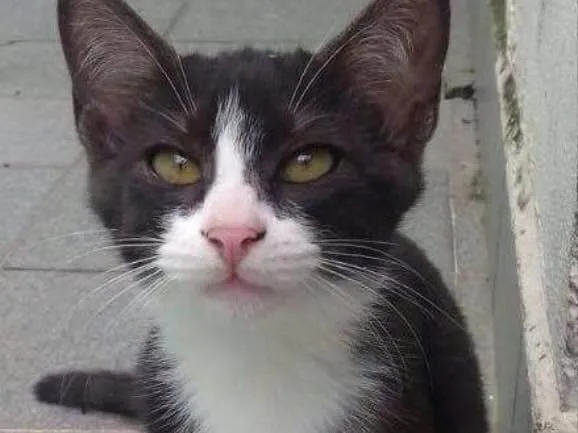 Gato ra a Srd idade 2 a 6 meses nome Paolo