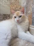johnny
