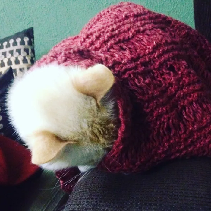 Gato ra a  idade 2 anos nome Jhony