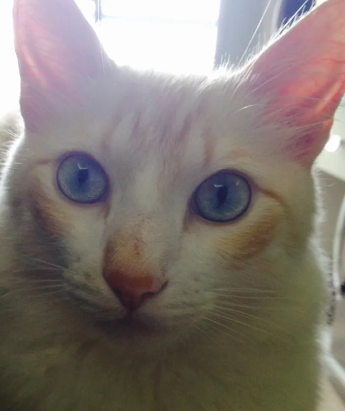 Gato ra a  idade 2 anos nome Jhony
