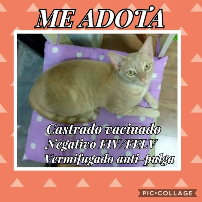 Gato ra a sem raça definida idade 4 anos nome Quindim