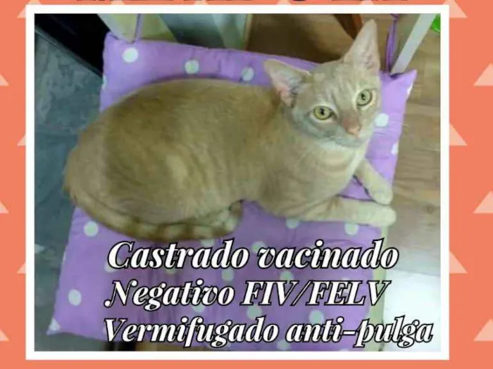 Gato ra a sem raça definida idade 4 anos nome Quindim