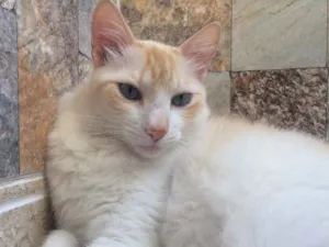 Gato raça  idade 2 anos nome Jhony