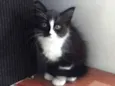 nenê