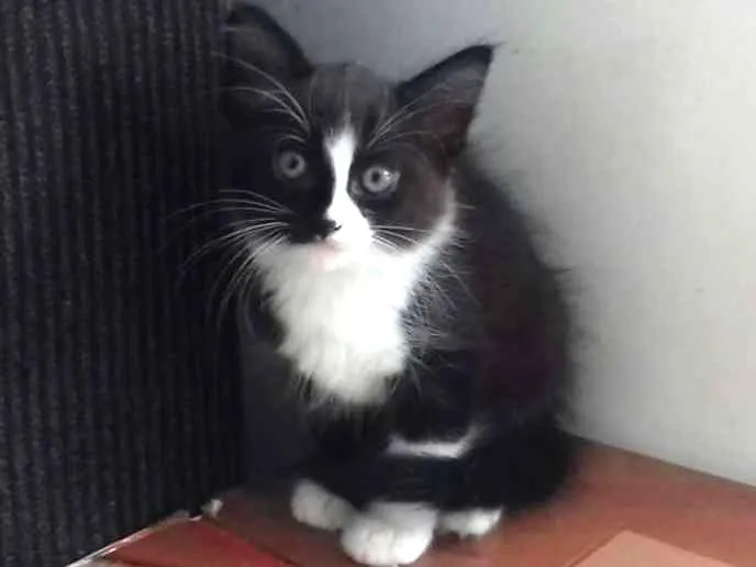 Gato ra a vira lata idade 2 a 6 meses nome nenê