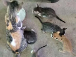 Gato raça  idade  nome Filhotes