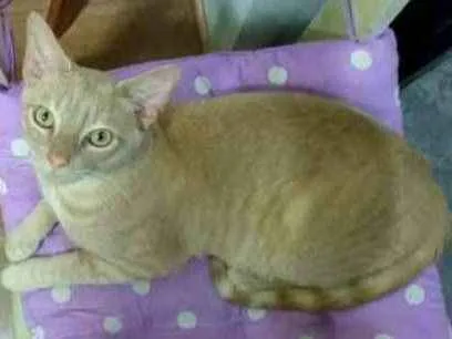 Gato ra a sem raça definida idade 4 anos nome Quindim
