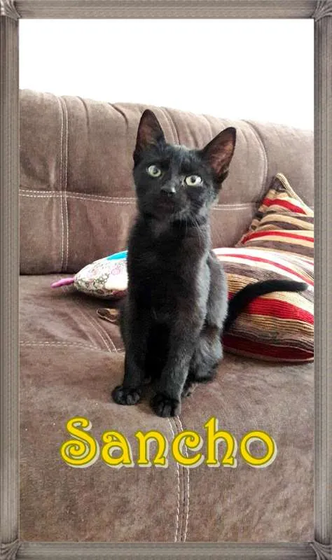 Gato ra a SRD idade 2 a 6 meses nome Sancho