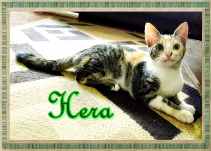 Gato ra a SRD idade 2 a 6 meses nome Hera