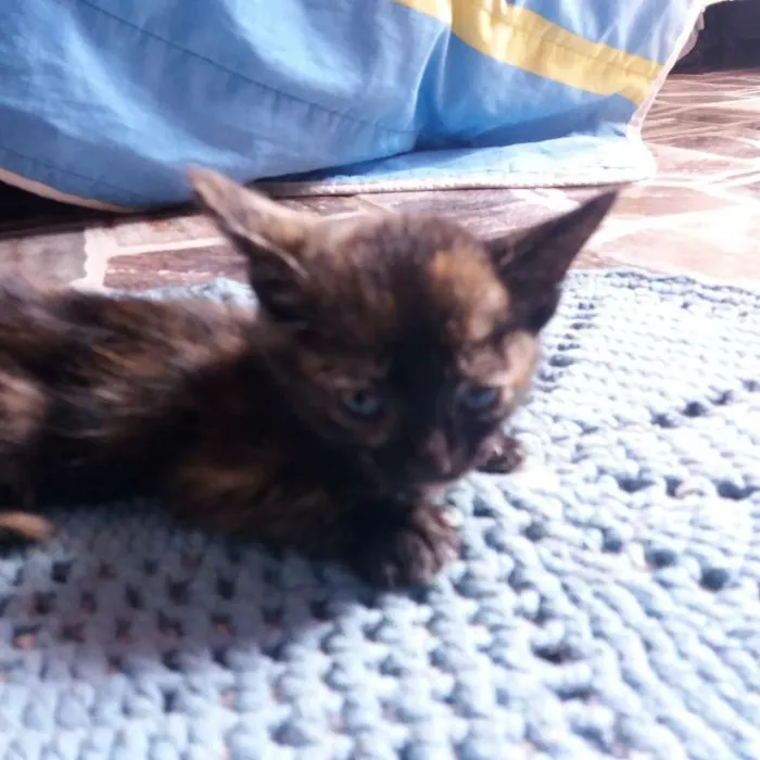 Gato ra a  idade 2 a 6 meses nome Sem Nome