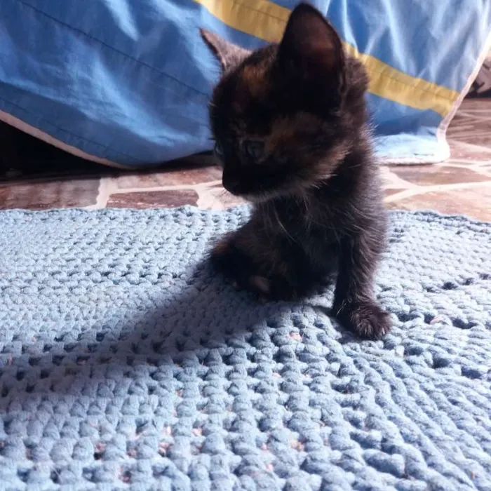 Gato ra a  idade 2 a 6 meses nome Sem Nome