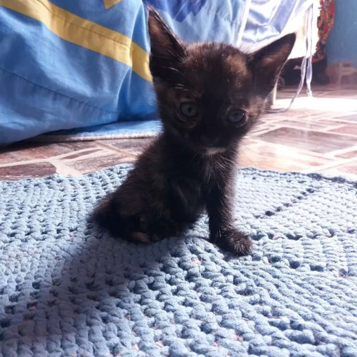 Gato ra a  idade 2 a 6 meses nome Sem Nome