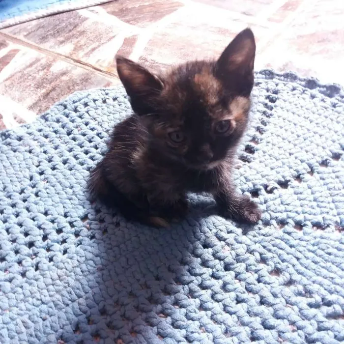 Gato ra a  idade 2 a 6 meses nome Sem Nome