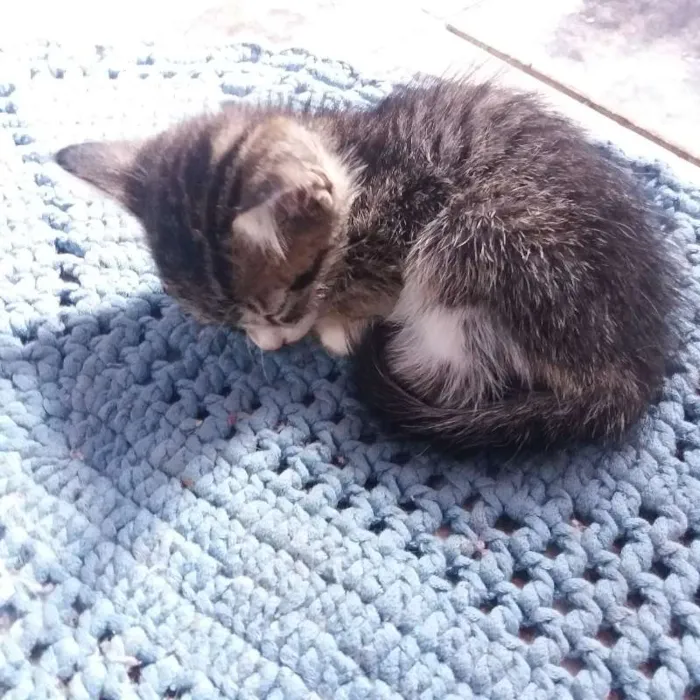 Gato ra a  idade 2 a 6 meses nome Sem nome