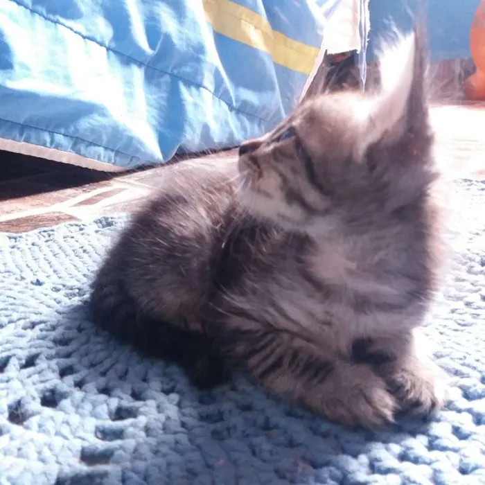 Gato ra a  idade 2 a 6 meses nome Sem nome