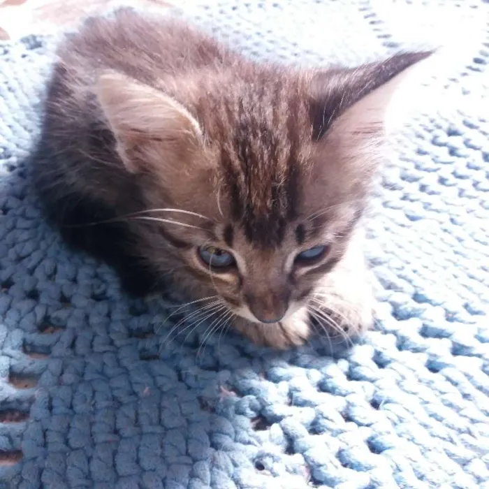 Gato ra a  idade 2 a 6 meses nome Sem nome