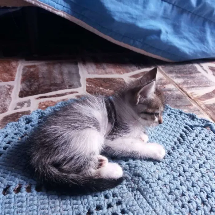 Gato ra a  idade 2 a 6 meses nome Sem nome