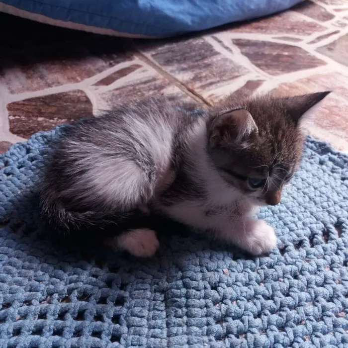 Gato ra a  idade 2 a 6 meses nome Sem nome