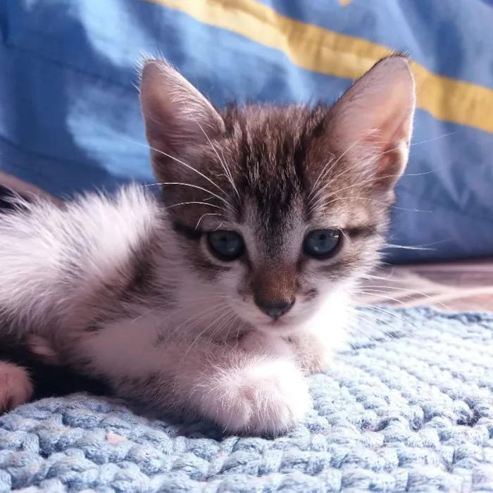 Gato ra a  idade 2 a 6 meses nome Sem nome