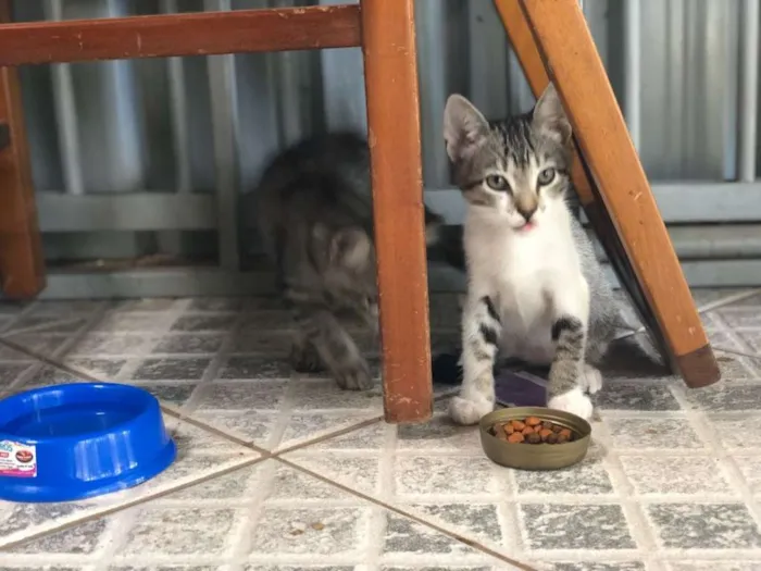 Gato ra a  idade 2 a 6 meses nome Sem nome