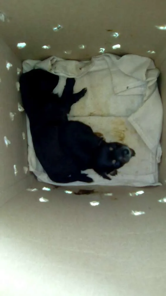 Cachorro raça Sem raça idade Abaixo de 2 meses nome Sem nome