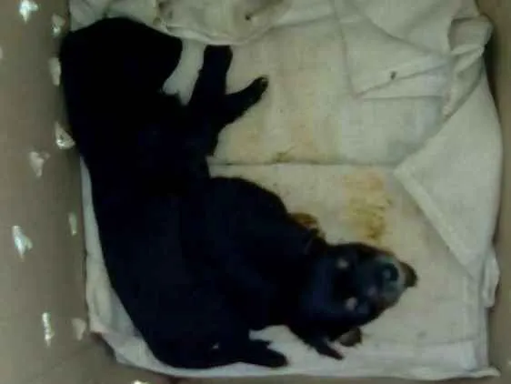 Cachorro raça Sem raça idade Abaixo de 2 meses nome Sem nome