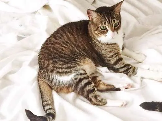 Gato ra a SRD idade 6 ou mais anos nome Marula