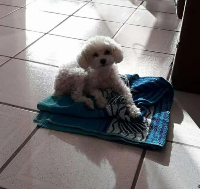 Cachorro ra a Poodle microtoy idade 6 ou mais anos nome Belinha