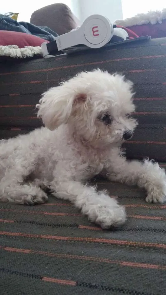 Cachorro ra a Poodle microtoy idade 6 ou mais anos nome Belinha