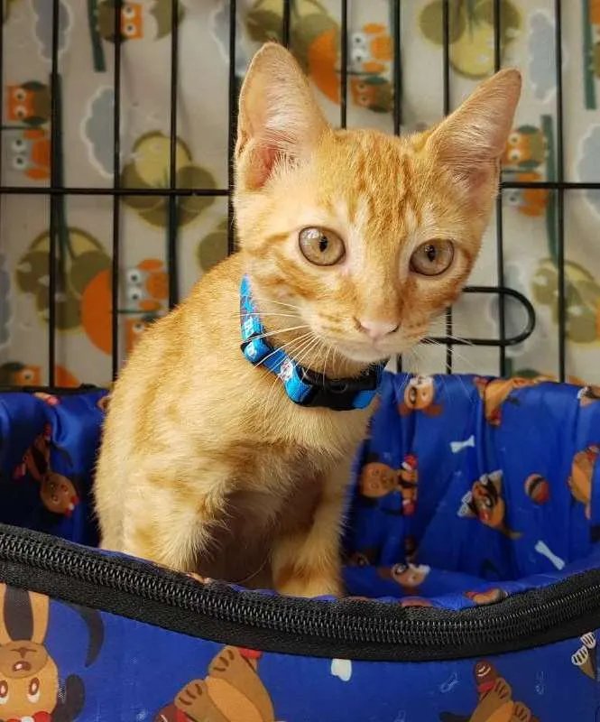 Gato ra a  idade Abaixo de 2 meses nome Merlin