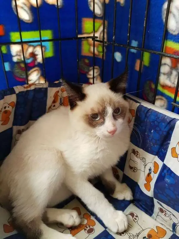 Gato ra a  idade 2 a 6 meses nome Malbec