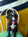 Princesa