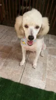Pepito