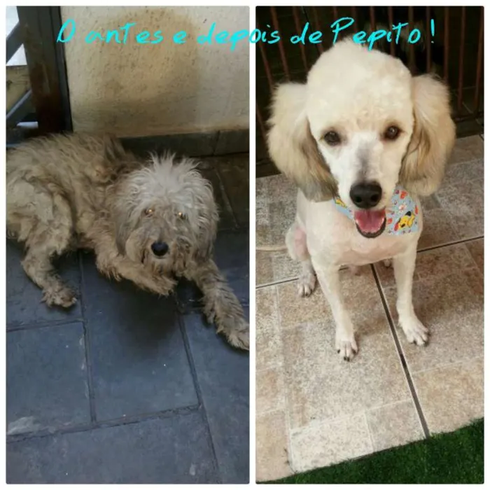 Cachorro ra a  idade 2 anos nome Pepito