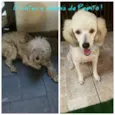 Pepito