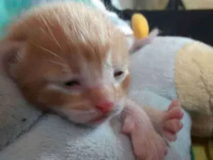 Gato raça vira lata idade Abaixo de 2 meses nome sem nomes