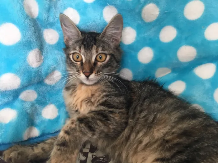 Gato ra a SRD idade 2 a 6 meses nome ARLEQUINA